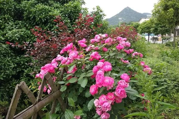燕兒谷景區要門(mén)票嗎?門(mén)票多少錢(qián)?