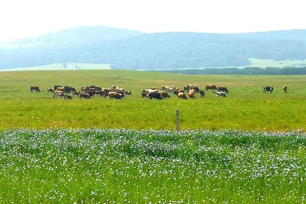 御道口<a href='http://www.alicanting.com/' target=_blank>旅游攻略</a> 去御道口草原怎么走